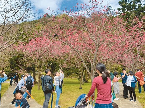 台北市陽明山花季開幕，正逢台灣山櫻花和八重櫻盛開，現場一片粉嫩，人潮湧現。（張薷攝）