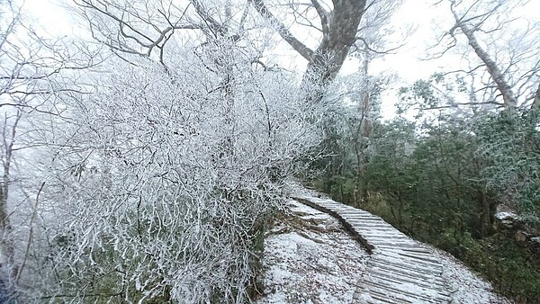 山毛櫸步道已經降雪，見睛步道則是下冰霰，樹枝出現結霜跟霧淞，非常美麗，遊客彷彿走進銀白的童話世界。太平山莊提供