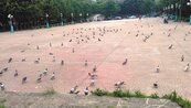 居民惶恐H7N9　野鴿群聚大樓驚魂記