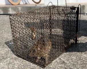 短短一個月的時間，就在東沙島上捕捉到721隻老鼠。圖／營建署提供