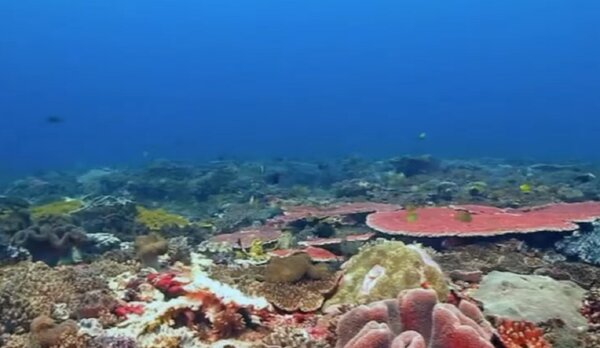 東沙環礁國家公園加強滅鼠效果，以恢復陸域及島周邊生態環境平衡，健全珊瑚礁生態系。圖／東沙環礁國家公園