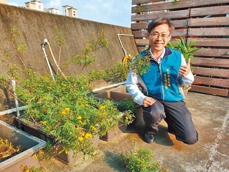 新北市鶯歌區公所在頂樓空間打造「環保綠屋頂」，除了設置太陽能板供應電力，還種植有機蔬菜、飼養小魚，成為公所同仁最美後花園。圖／張睿廷攝