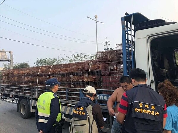 近來是禽流感疫高峰期,雲林縣動植物防疫所近期攔查運禽車,經查約有1成的運禽車輛未落實裝載箱籠外覆蓋布、網工作。圖/雲林縣府提供