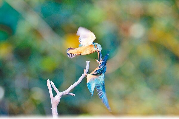 台東市太平溪人工溼地,今年新搬來一對翠鳥夫婦,顯見水質改善已略見成效。(莊哲權攝)
