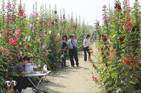 台南學甲蜀葵花節再登場，5公頃的蜀葵花田搭配10公頃小麥田、油菜花海景觀吸引民眾老小賞花拍照。圖／台南市政府提供