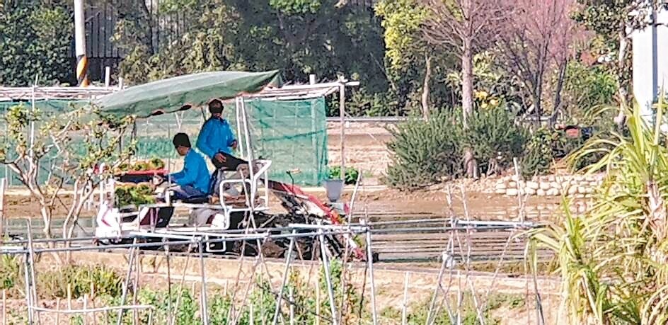 桃園一期稻作春耕，農民已陸續插秧。 記者鄭國樑／攝影