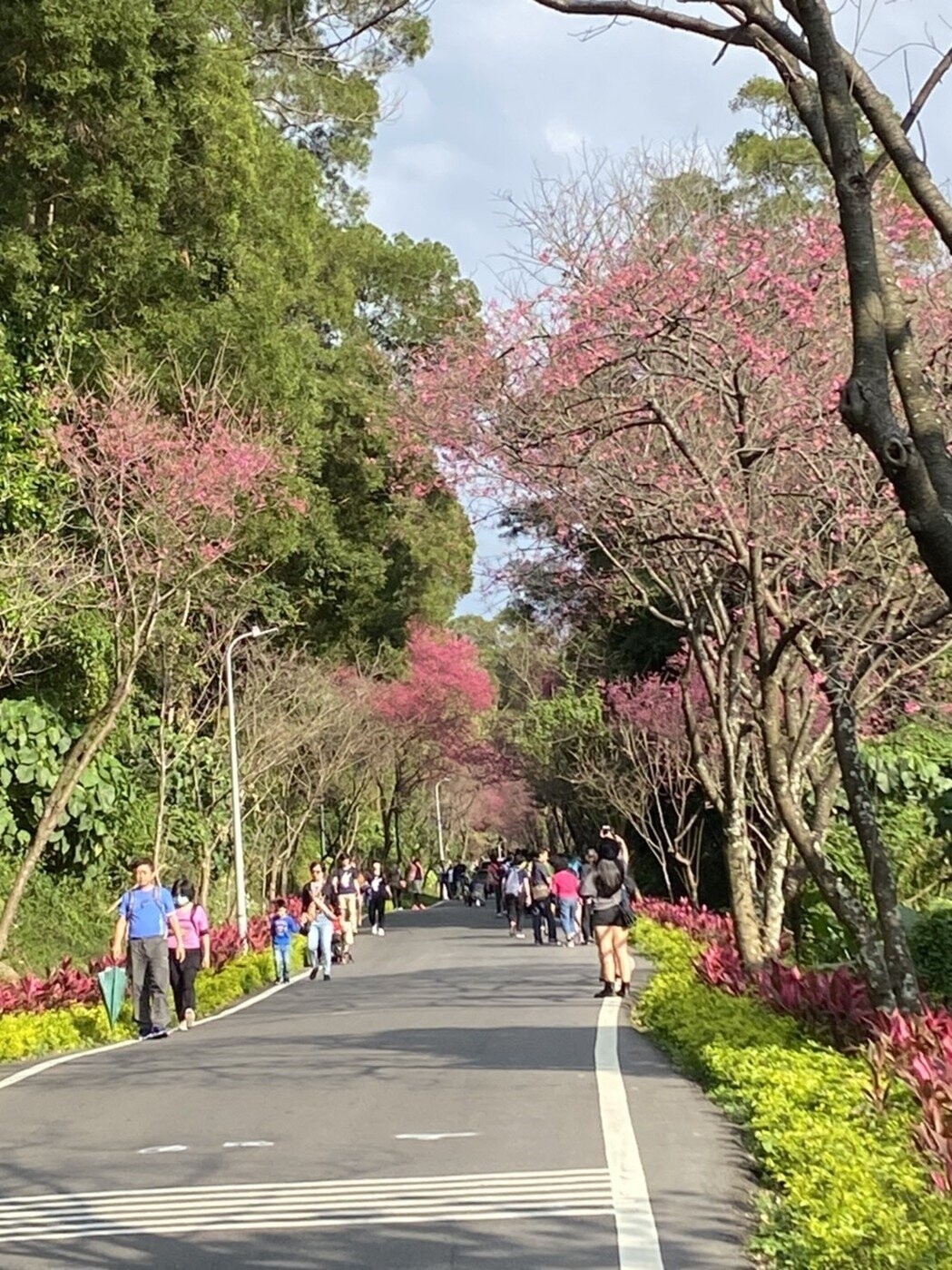 新北捷運公司指出，228連假期間民眾搭乘輕軌來到淡水賞櫻。圖／新北捷運公司提供