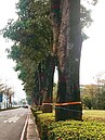 高雄鐵路地下化擬移樹　愛樹人抗議