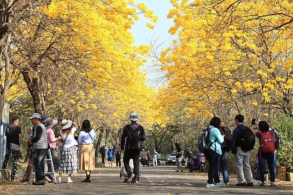 攝影師曾國根在軍輝橋防汛道路拍攝黃花風鈴木盛開的黃金大道。圖／ 曾國根提供