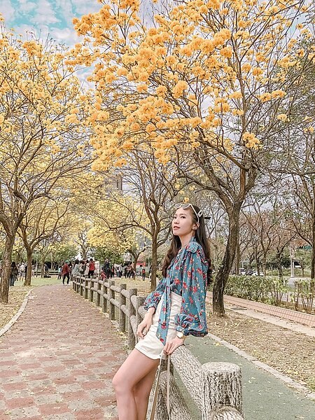 台中市就近在公園就可欣賞黃金風鈴木。圖/台中市建設局提供