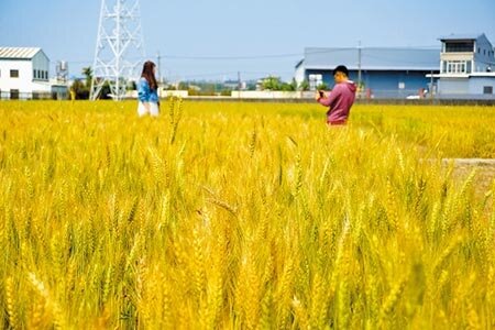 大雅麥田閃耀大片金黃,麥穗搖曳,吸引攝影玩家前來取景。(王文吉攝)