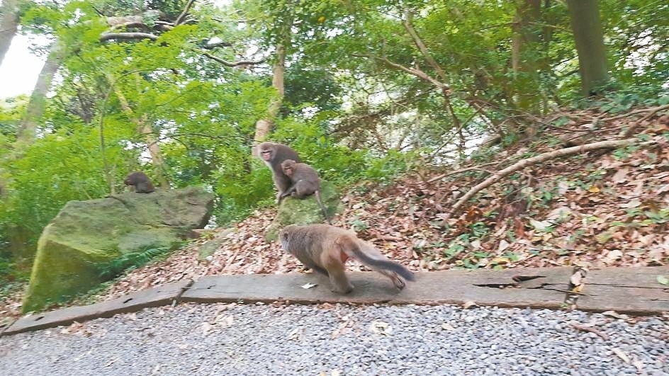 民眾餵猴行為導致猴子不怕生，北市天母步道最近就出現人帶水果餵猴的情況，遭晨間運動的居民目擊。 圖／讀者提供