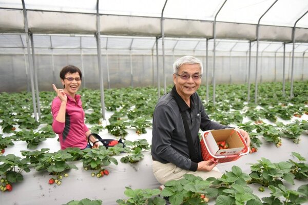 內湖草莓季在北市白石湖休閒農業區已開跑。圖／北市產業發展局提供