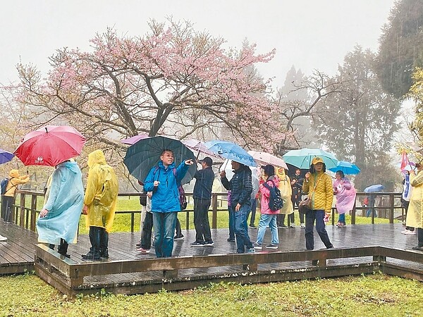 阿里山森林遊樂區櫻花季開鑼第一個周休假日，碰上新冠肺炎疫情升溫又降雨，遊客大減。 圖／讀者提供