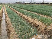 老農津貼+農民退休儲金　農民退休制度出爐