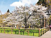 阿里山櫻王盛開　還有800株重瓣櫻月底綻放
