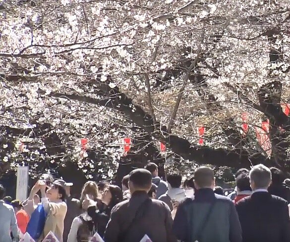儘管東京都政府呼籲民眾在新冠肺炎疫情肆虐期間自我克制，仍有許多人21日前往賞櫻勝地上野公園賞花。圖／截自YouTube《TOKYO MX》