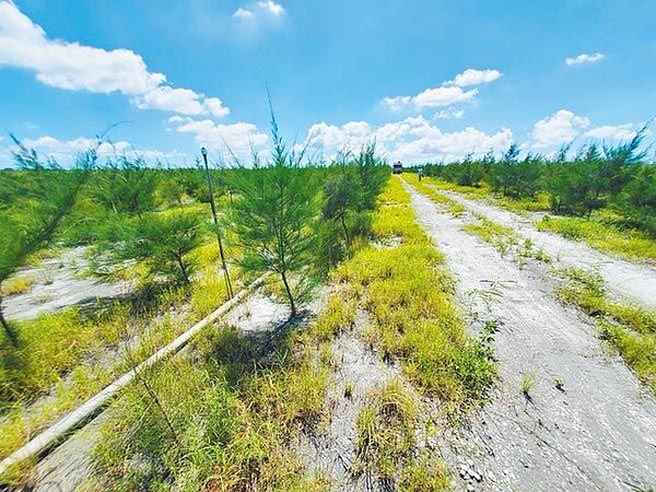 濁水溪高灘地3年來投注11.5億元經費,在沙地底下埋設水管,因地制宜種植防風林,目前已一片蓊鬱。(周麗蘭攝)