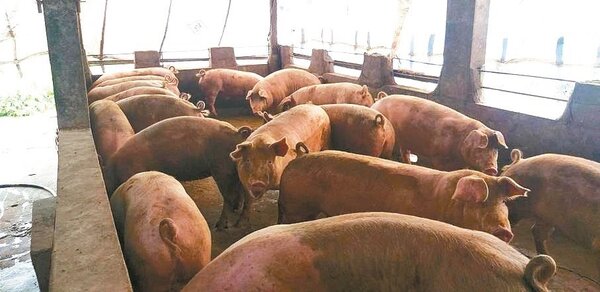 金門飼養1萬餘頭豬，要像台澎馬一樣改列非疫區，至少要3年。圖／金門縣府提供