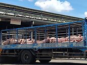 豬肉外銷　「清除豬瘟比口蹄疫還麻煩」