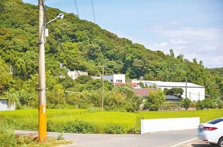 桃園市龜山區楓樹里因路燈換成LED形式,亮度大增,農民認為影響稻作生長。(賴佑維攝)