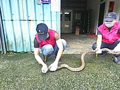 超驚嚇！2.3公尺巨蛇闖入民宅　屋主慌忙求助