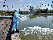 屏東縣7場螯蝦確診十足目虹彩病毒　銷毀蝦苗、成蝦