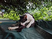 全台酷熱！　吳德榮：北部東部將逾37度　不排除再現高溫