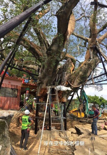 超過200歲的染病榕樹進行「外科手術」。圖／苗栗縣農業局提供