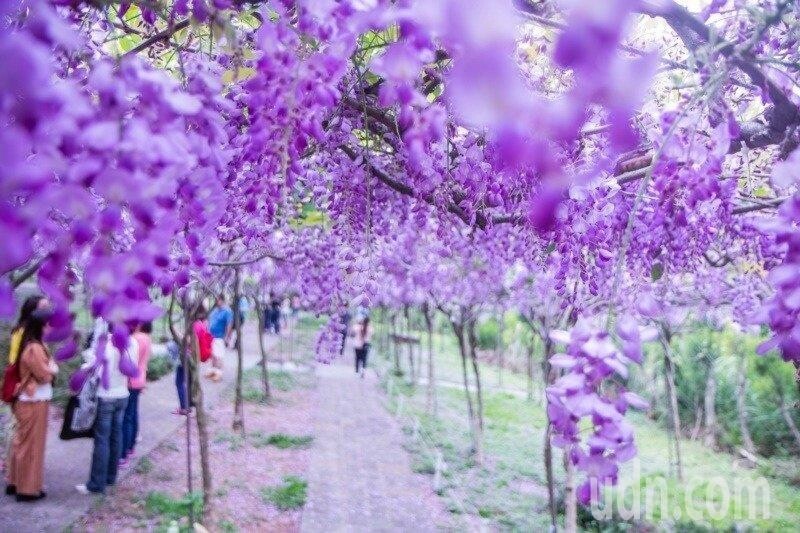 新北淡水區「紫藤咖啡園」每年花季都吸引大批賞花民眾前往。記者王敏旭／攝影