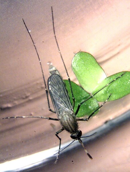 三斑家蚊雌蚊。圖/疾管署提供