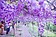 全台最大紫藤花園遭檢舉違建　業者心寒：「考慮歇業」