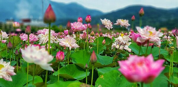 金山牡丹蓮盛開