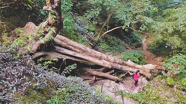 200年大葉楠巨木橫躺楔隘(錫隘)古道72階,20多名古道志工合力運送石塊、修復工具等物資。(苗栗社大、山城古道守護志工隊提供)