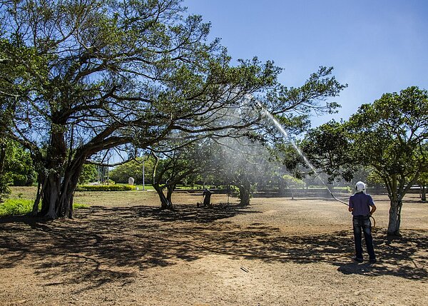 林務所同仁於榕園噴灑葉面肥,促進林木養分吸收。圖/金門縣林務所提供