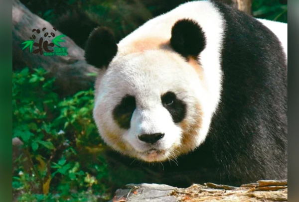 台北市立動物園的大貓熊圓圓。圖／台北市立動物園提供