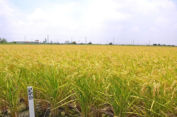 台農81號田間種植狀況。圖/農試所提供