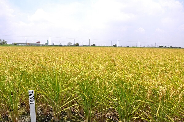 台農81號田間種植狀況。圖／農試所提供