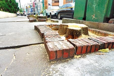 黑板樹造成人行道地面隆起龜裂，台灣銀行雇工鋸除後，保留原有植穴，將補植合適樹種。（王文吉攝）