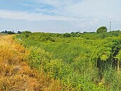 學甲動保園區　地方正反意見角力