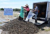 雲林年產3300噸廢棄文蛤殼　設暫置場資源再利用