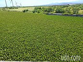 河面變成大草原！布袋蓮攻陷台中大安南埔堤防橋