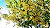 公園花現黃金雨　炎夏阿勃勒花正當時