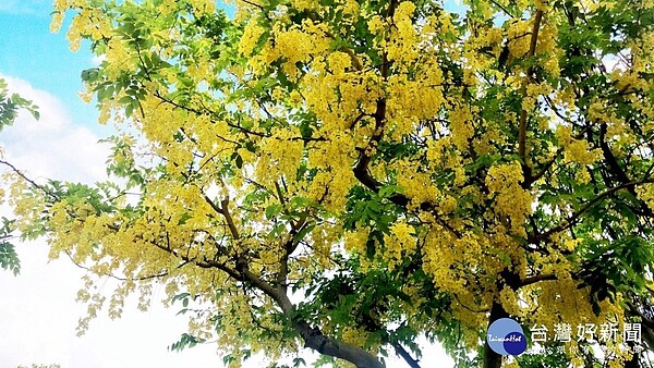 公園花現黃金雨炎夏阿勃勒花正當時 好房網news