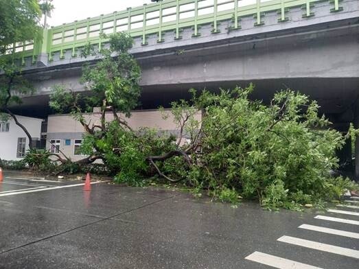 台北市辛亥路一段有樹木過度傾斜而造成撞擊事故。圖/台北市公園處提供