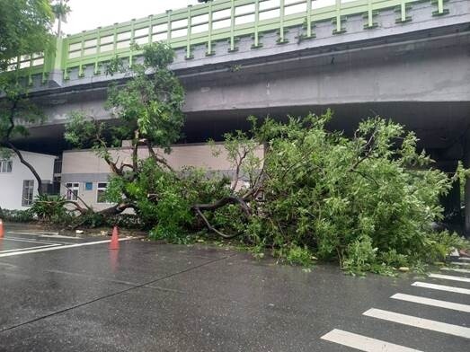 台北市辛亥路一段有樹木過度傾斜而造成撞擊事故。圖／台北市公園處提供