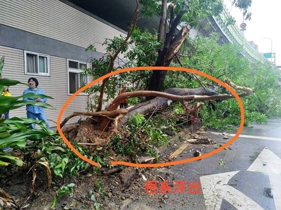 樹木主幹歪斜根系,也因生長歪斜也有結構無法良善支撐問題。圖/台北市公園處提供