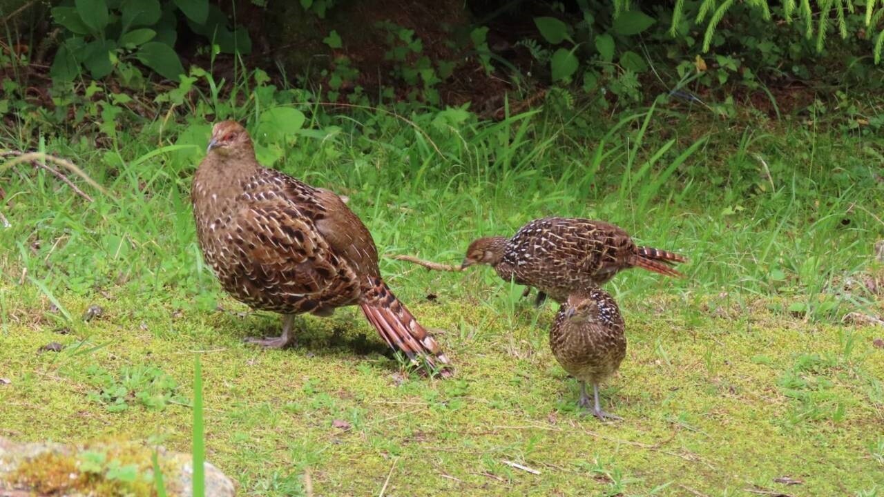 阿里山國鳥帝雉保育有成,鳥家族覓食遊客驚喜。圖/蘇家弘提供