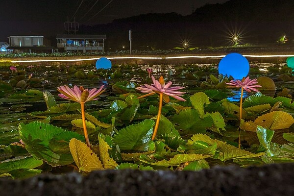 夜間睡蓮樣貌。圖/新北市政府提供