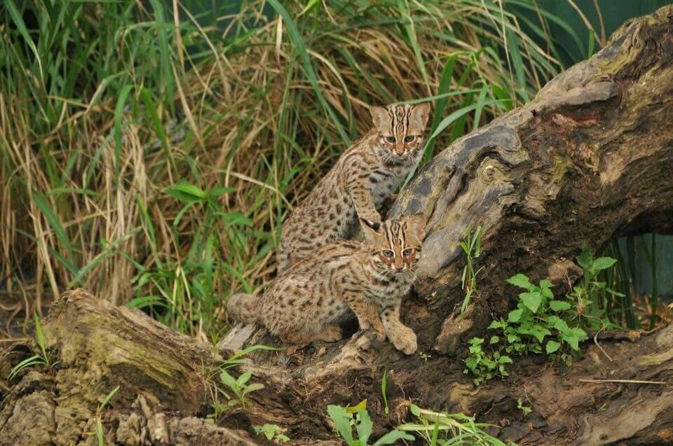 台中市議會9日三讀通過「台中市石虎保育自治條例」。圖/台中市農業局提供